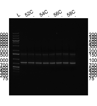 File:2015-03-23 PCR products annotated.png