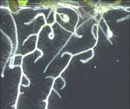 Curly lateral roots