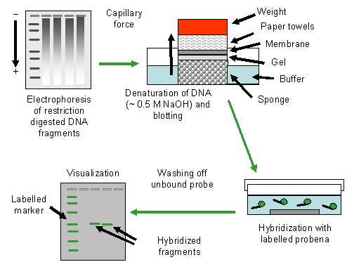 File:Genomic-blot-diagram.gif