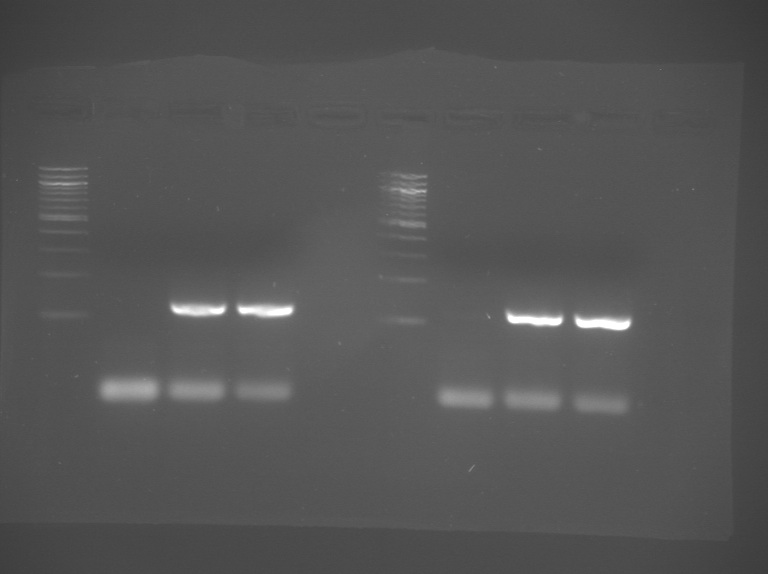 File:S12 M1D2 TR Grn-Blu.jpg