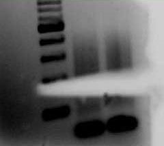 File:Gid 2009-11-15 18hr 56min.jpg