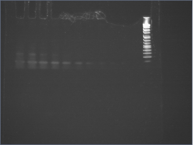 File:20060802 sybr more.jpg