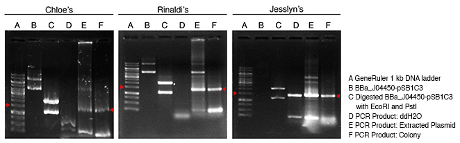 File:Electrophoresis PCR check.jpg