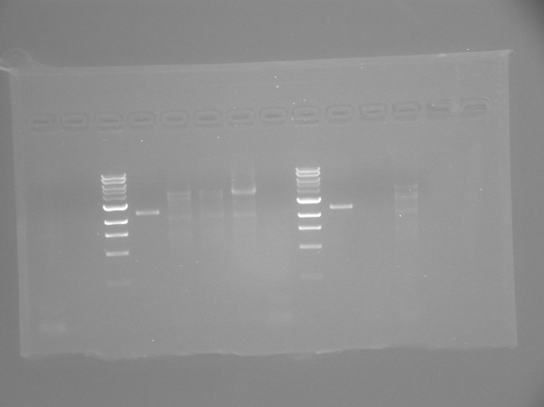 File:S13 M2D3-TR-gel.jpg