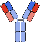 File:Antibody cartoon.png