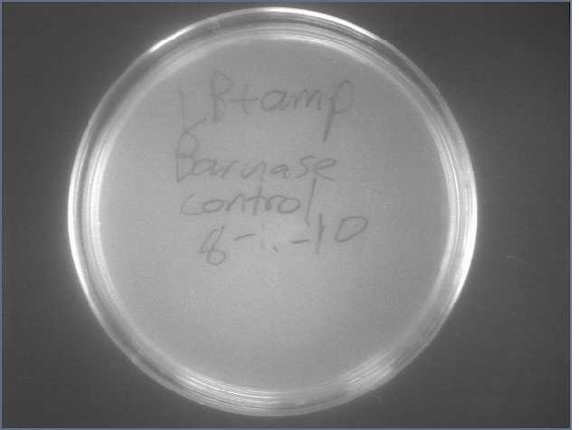 File:Barnase cont lig 8-12.jpg