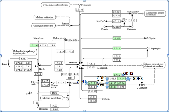 Central Nitrogen Metabolism