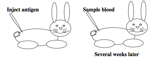 generating polyclonal antibodies