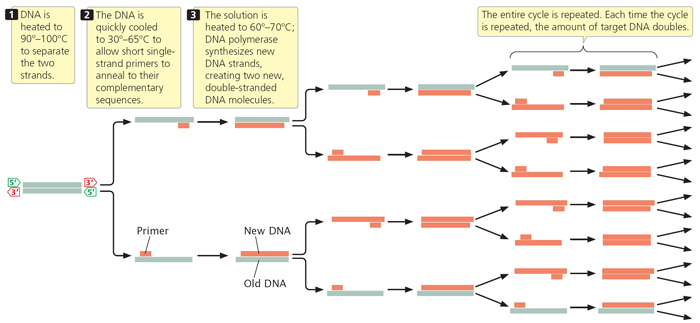 how primers bind to cancer DNA
