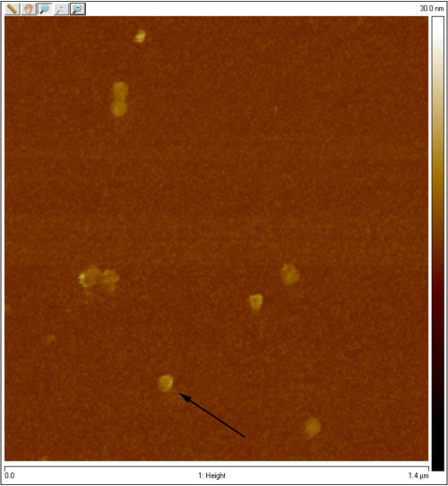 File:2011-07-06 Sphereunpurifiedclosed AFM2.jpg