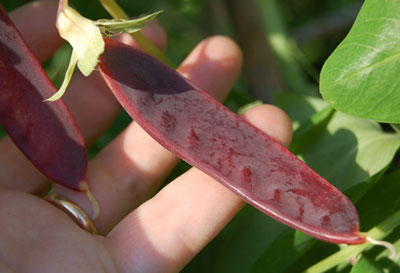 File:2981235338 f4a9024bdd o.jpg