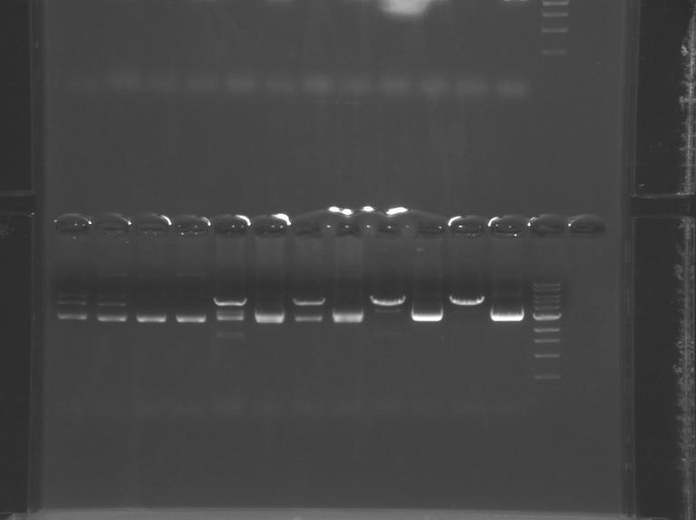 File:F12 M1D5-WF-Prp.jpg