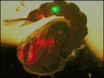 File:Crisanti beta2.jpg