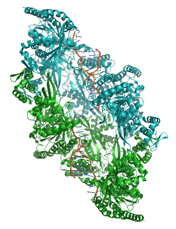 File:Homologous recombination 3cmt.png