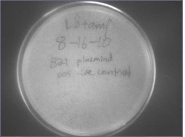 File:8-18 B21plas pos cont.jpg