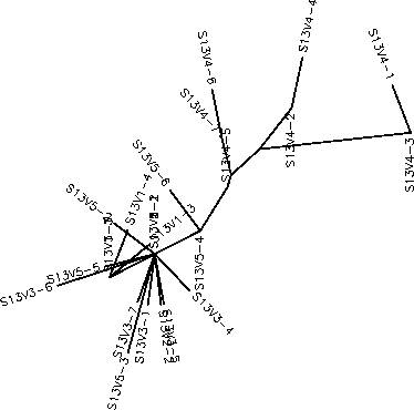 Subject 13 Unrooted Tree