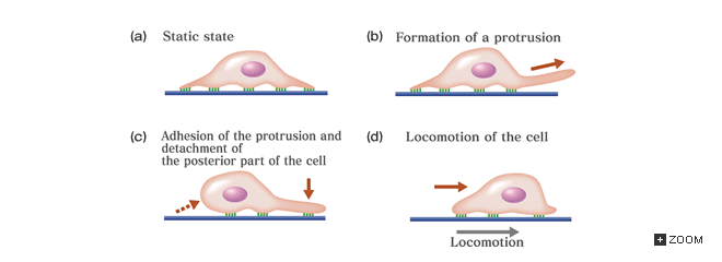 File:Locomotion.gif