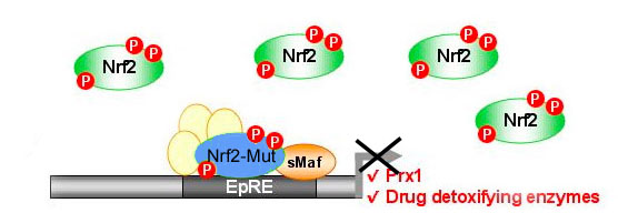 "Mutant Nrf2 is competitively inhibiting WT-Nrf2 from binding to promoter"