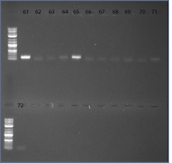 File:14dec09 pimer25-30 61-72 text.jpg