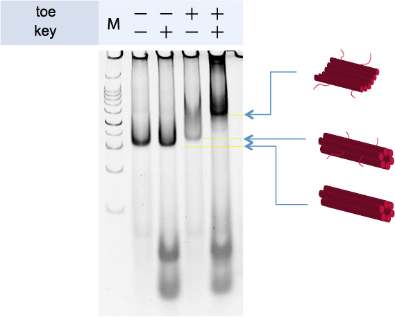File:Kaseiresult fig1-1.png