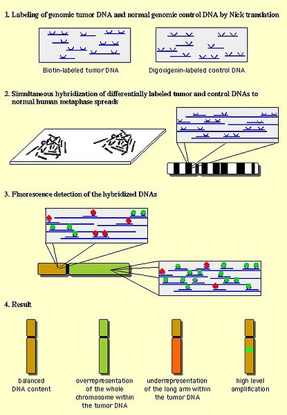 File:415px-CGH schema.jpg