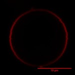 File:BM12 nanosaurs CONT1GUVs(DiD)EXCITED+ClosedOrigami(Cy3)+LUVs(DiO)+CatchercompSBred (Custom).jpg