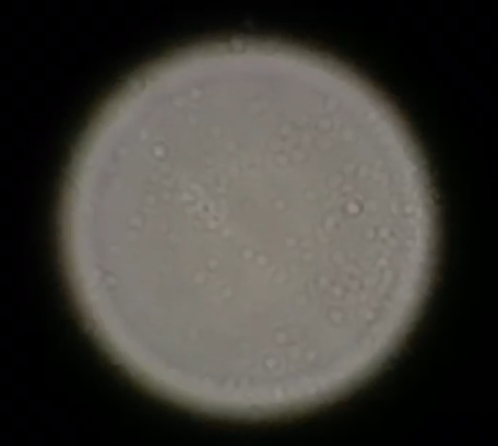 File:Neg 3 without.png