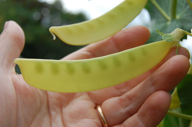 File:4328244443 9f00a50fcb z.jpg