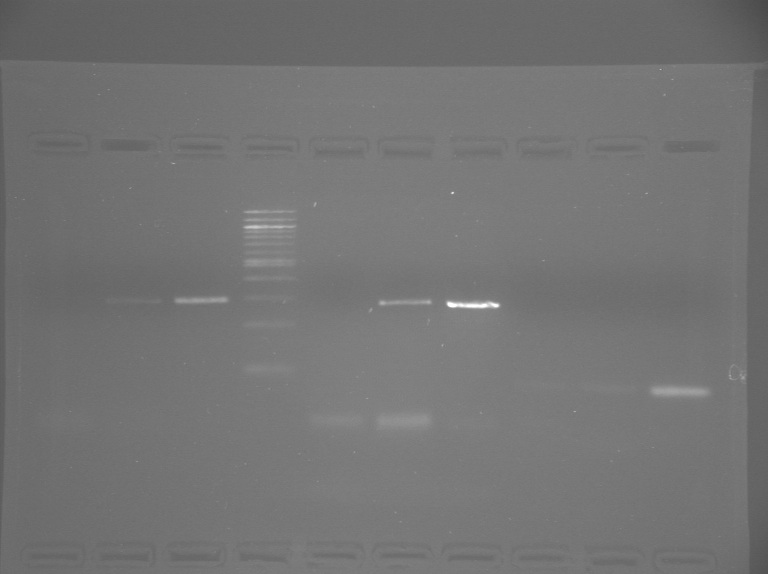 File:S13-M1D7-WF-Gel3.jpg