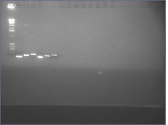 File:AmiRNA pcr 8.3.jpg