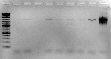 File:Gid 2009-11-19 18hr 17min.jpg