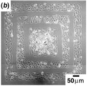 Figure 7. Growth medium is patterned on a substrate and bovine capillary endothelial cells observed in the middle square while human bladder cancer cells are observed on the inner and outer squares.4