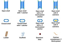 File:BM12 Nanosaurs Convention Chart s.jpg