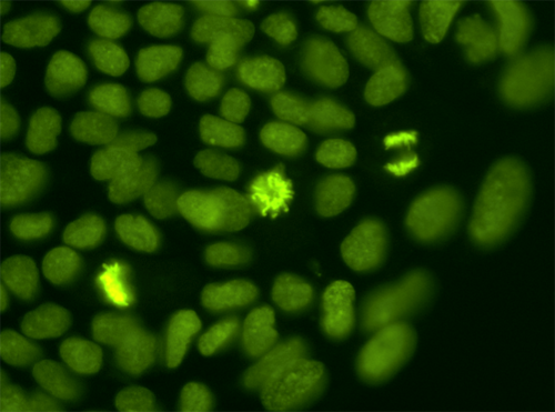 File:Lerou image 2.png