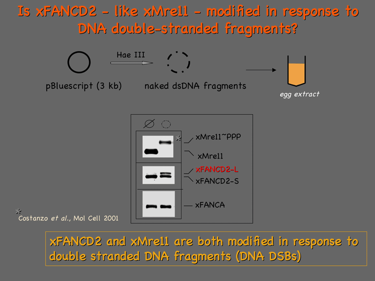 File:Alex-D2-shift-assay basics.gif