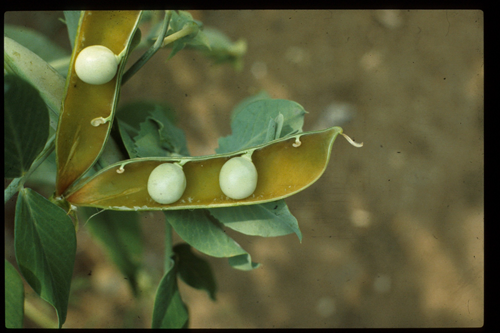 File:P1573-Image Orp.png