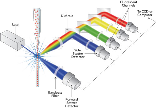 File:590E Flow-cytometry 500.jpg