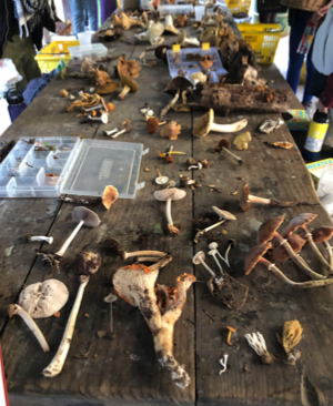 The fruits of a mushroom foray on display.