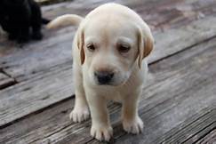 File:Puppy24.jpg