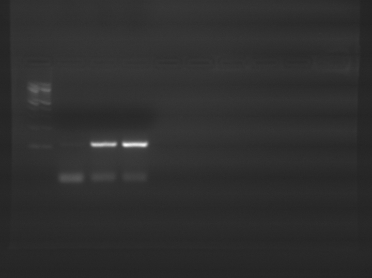 File:S10 M1D2 WF Blu.jpg