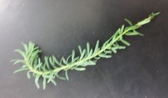 File:Rsz 1rsz 20160205 100831.jpg