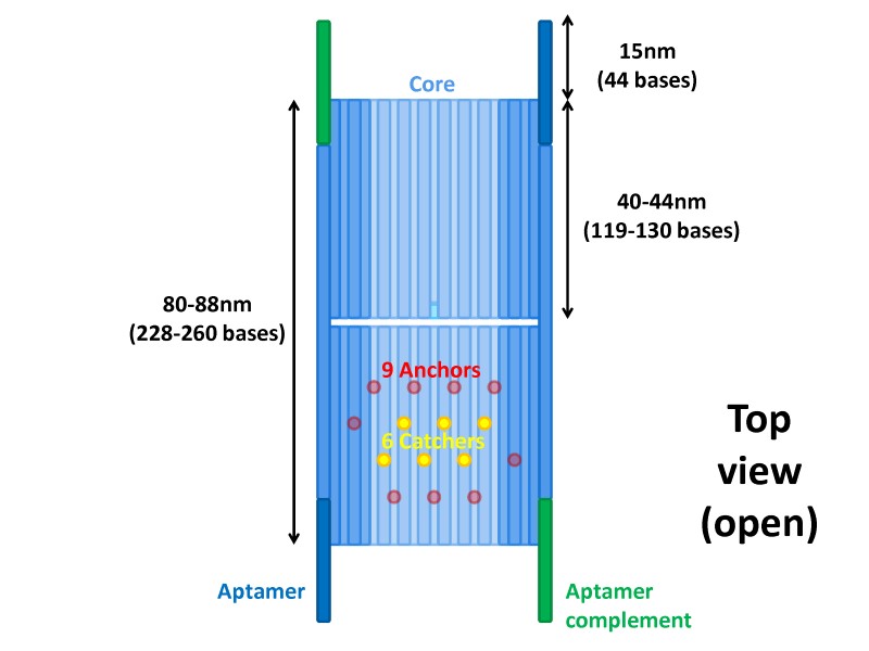 File:BM12 nanosaurs Overview Top view.jpg