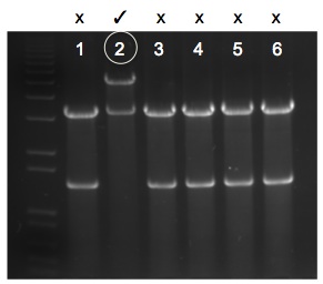 File:KAH 112409 gel1.jpg