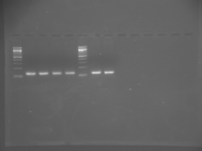 File:S12 M1D5 WF Blu-Pnk-Prp.jpg