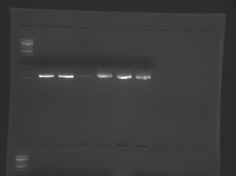 File:S11 M1D5 WF Red-Org-Ylw.jpg