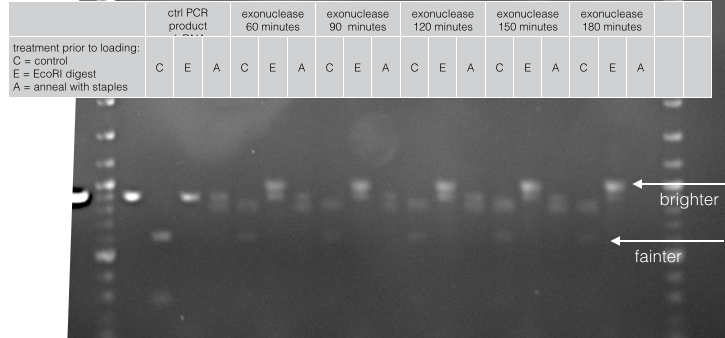File:2014-EchiDNA-LAB-BOOK-EXPERIMENT 3-shit Fig9.png