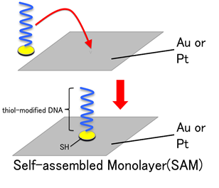 File:BIOMODTNJSAM2.png