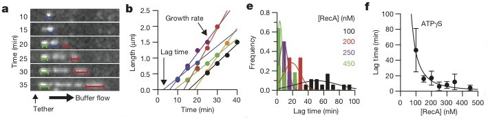 Figure 2: a) Visualization of individual loci of nucleation and growth over time b) Plot of growth rate and extrapolated lag time e) Plot of nucleation frequency vs lag time at various concentrations of RecA f) Lag time as a function of RecA concentration