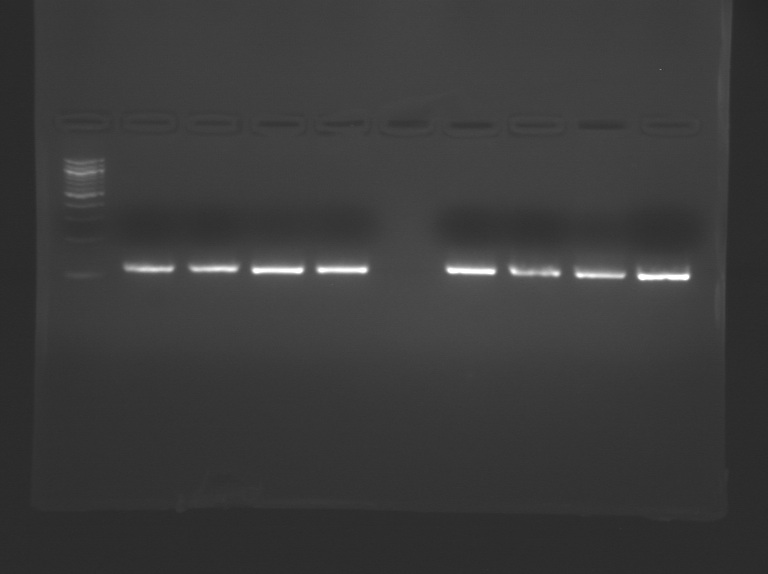 File:S11 M1D5 WF Grn-Blu-Pnk-Prp.jpg