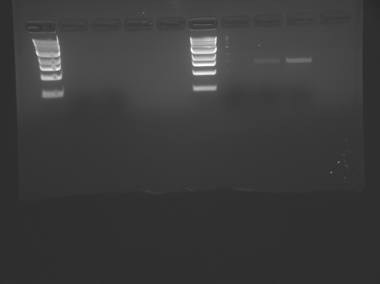 File:S14-M1D4 WF-Wht-Prp-HI.jpg